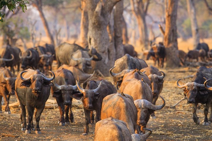 Durban: Big 5 Safari - Open Safari Vehicle at Exclusive Reserve