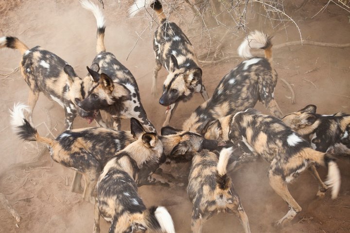 Durban: Big 5 Safari - Open Safari Vehicle at Exclusive Reserve