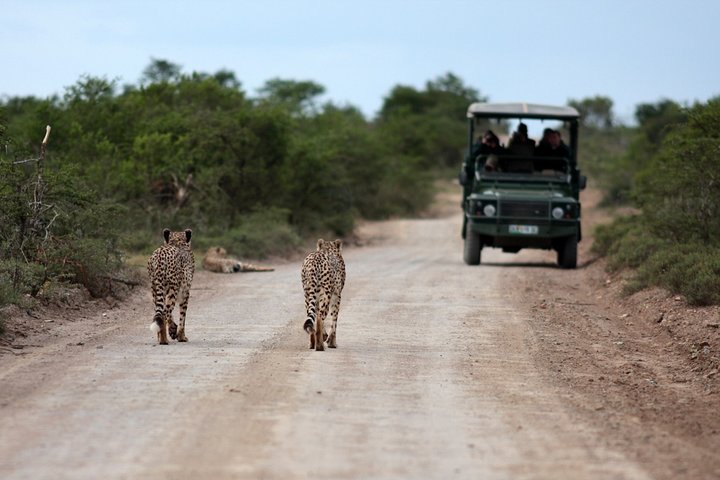 Durban: Big 5 Safari - Open Safari Vehicle at Exclusive Reserve