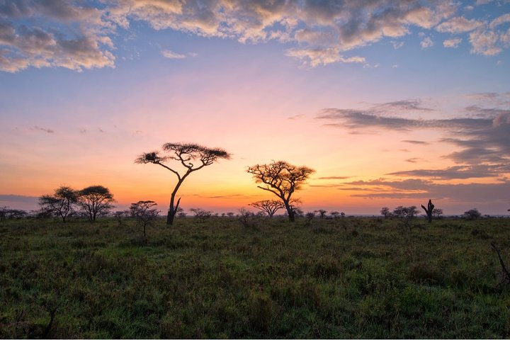 Durban: Big 5 Safari - Open Safari Vehicle at Exclusive Reserve