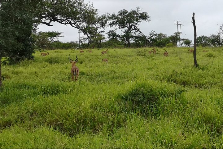 Durban: Big 5 Safari - Open Safari Vehicle at Exclusive Reserve