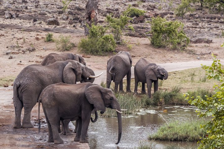 Durban: Big 5 Safari - Open Safari Vehicle at Exclusive Reserve