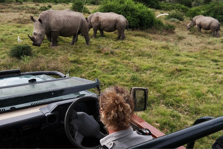 Durban: Big 5 Safari - Open Safari Vehicle at Exclusive Reserve