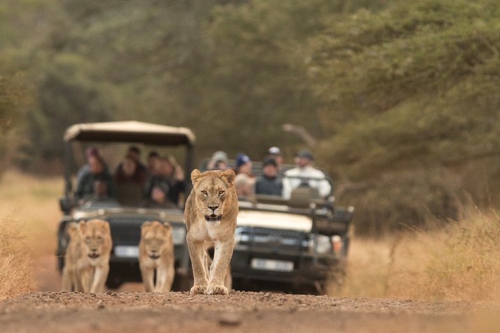 Durban: Big 5 Safari - Open Safari Vehicle at Exclusive Reserve