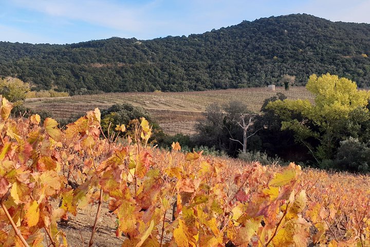 Walks in the heart of the secret vineyards around Collioure, tastings