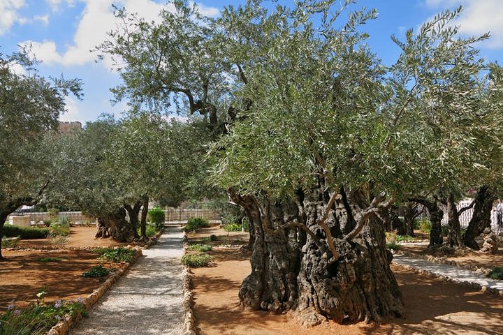 09 Day Tour to Jordan & Israel Palestine