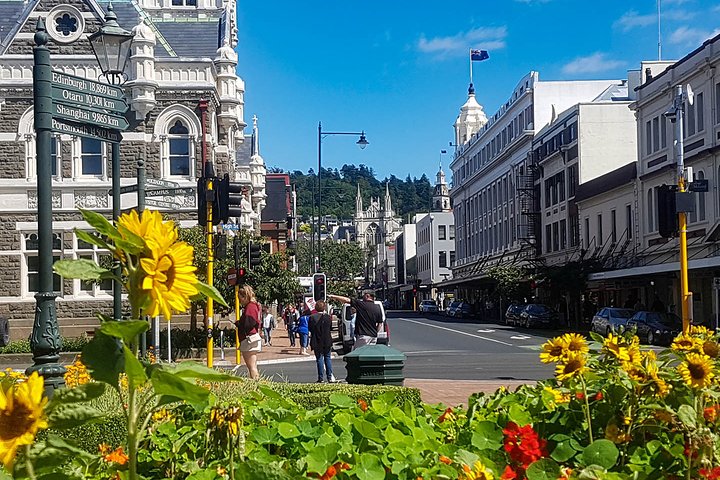 Iconic Shore Excursion: Dunedin City Highlights Tour