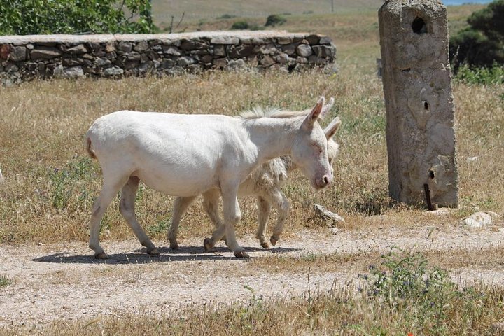 ASINARA ISLAND-TOUR full day Minivan in the National Park