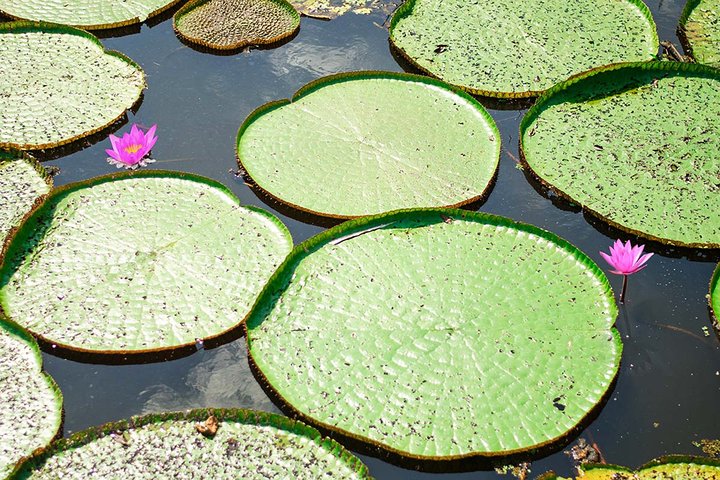 Amazon Experience: meet a native village and swim with porpoises