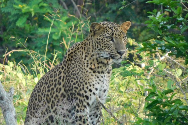 Yala National Park Safari Tours - Half Day & Full Day