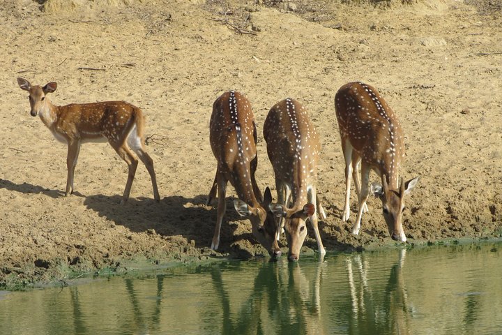 Yala National Park Safari Tours - Half Day & Full Day