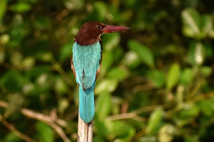 Full-Day Chorao Island Nature, Heritage & Cooking Experience