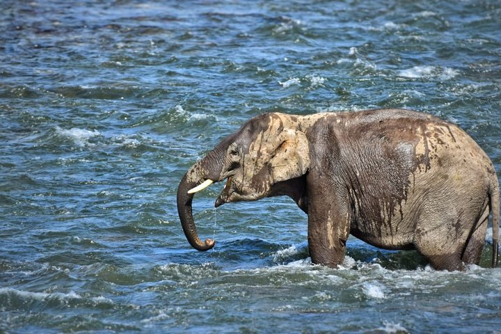 Half-Day Jungle Ride in Corbett National Park from Dhikuli