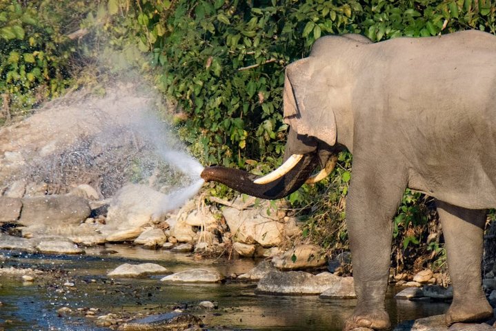 Half-Day Jungle Ride in Corbett National Park from Dhikuli