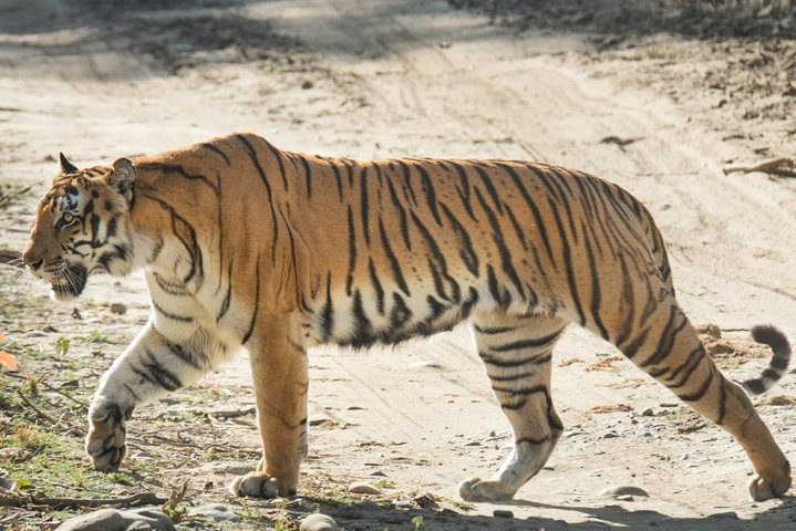 Half-Day Jungle Ride in Corbett National Park from Dhikuli