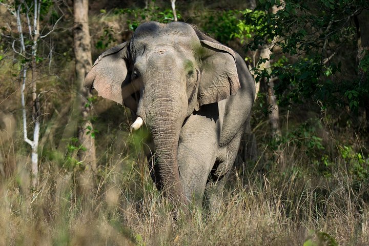 Half-Day Jungle Ride in Corbett National Park from Dhikuli