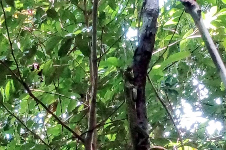 Sinharaja Rainforest Tour - Hotel Pick-up and Transfers Including