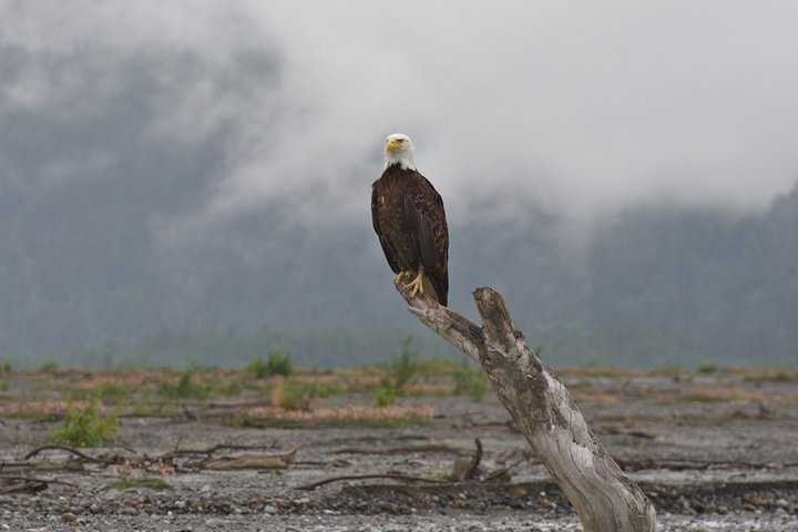 Half-Day Chilkat Bald Eagle Preserve Float Tour