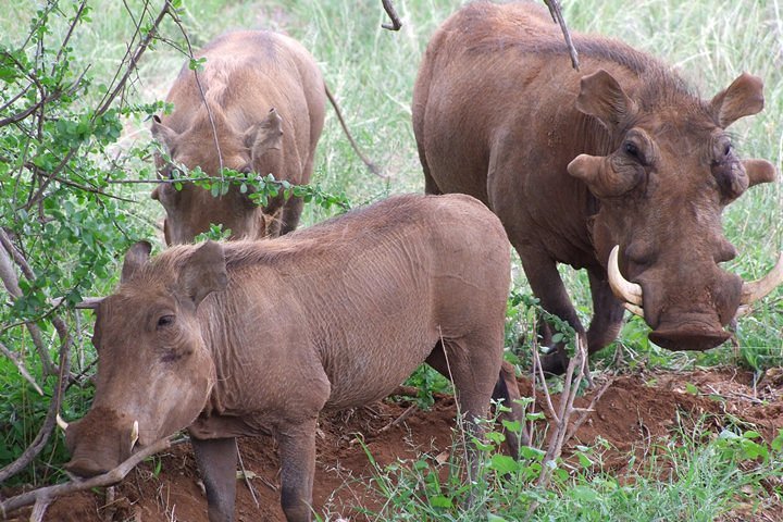1 Day Red Elephant Safari starting from Diani beach & Mombasa.