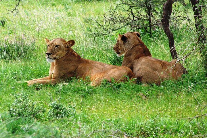 2-Day Taita Hills Salt Lick Lodge Sanctuary Safari Adventure