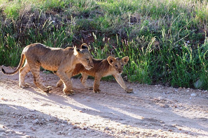 2-Day Taita Hills Salt Lick Lodge Sanctuary Safari Adventure