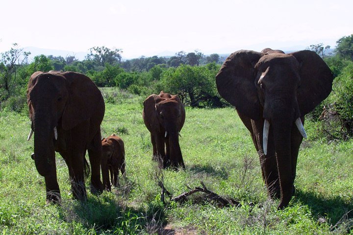 2-Day Taita Hills Salt Lick Lodge Sanctuary Safari Adventure