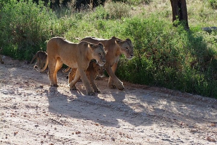 2 Days Tsavo East and Ngutuni Sanctuary.