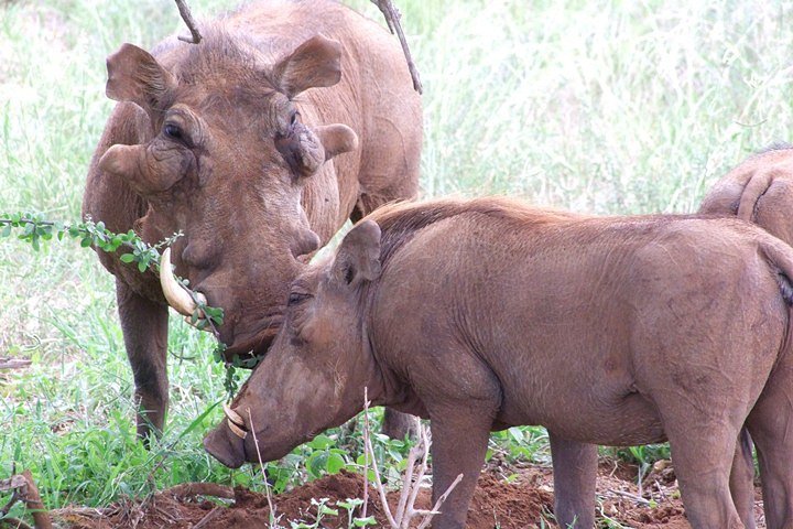 2 Days Tsavo East and Ngutuni Sanctuary.