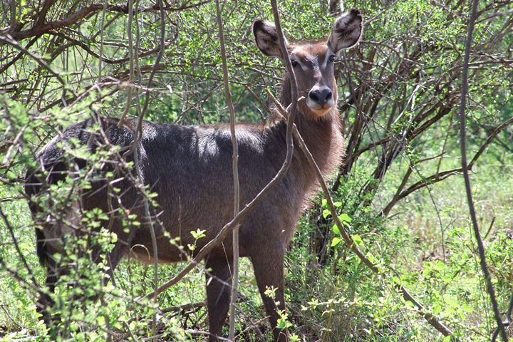 2 Days Tsavo East and Ngutuni Sanctuary.