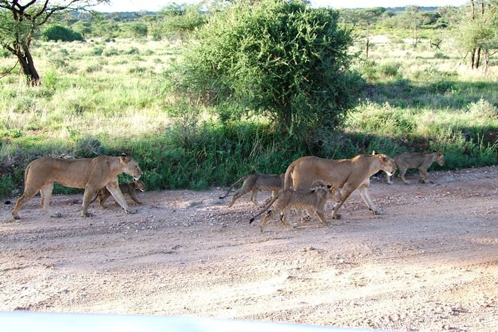 3 Days Tsavo East & West Safari.
