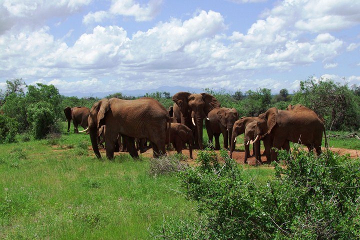 3 Days Tsavo East & West Safari.