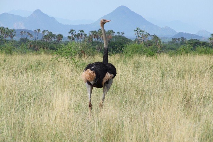 3 Days Tsavo East & West Safari.