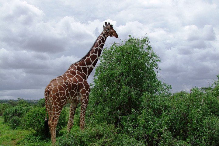 3 Days Tsavo East & West Safari.