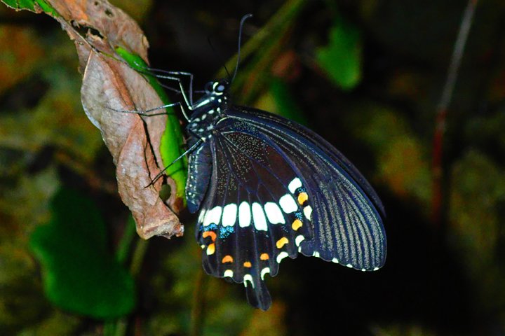 Okinawa Miyako Starry Night Jungle and Wildlife Tour with Pick Up