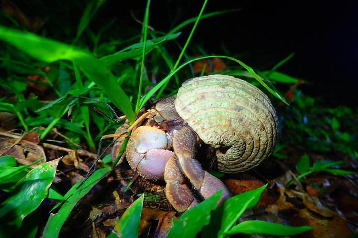 Okinawa Miyako Starry Night Jungle and Wildlife Tour with Pick Up