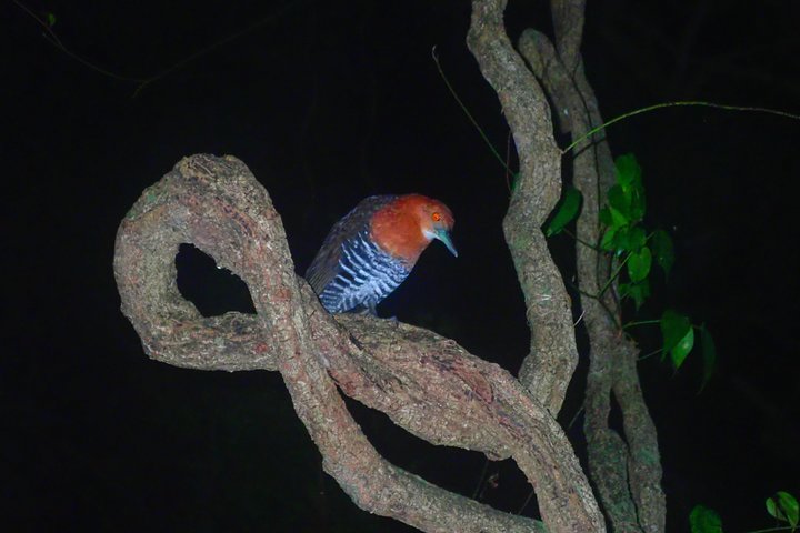 Okinawa Miyako Starry Night Jungle and Wildlife Tour with Pick Up