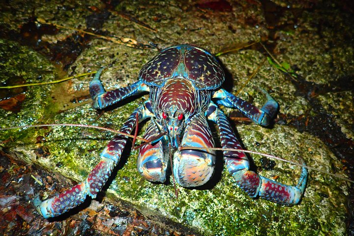 Okinawa Miyako Starry Night Jungle and Wildlife Tour with Pick Up