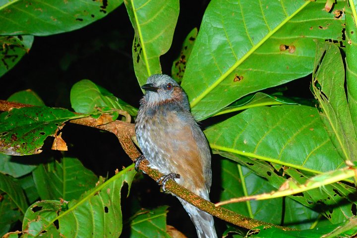 Okinawa Miyako Starry Night Jungle and Wildlife Tour with Pick Up