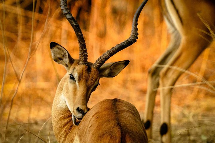 Guided Safari to Murchison Falls from Masindi