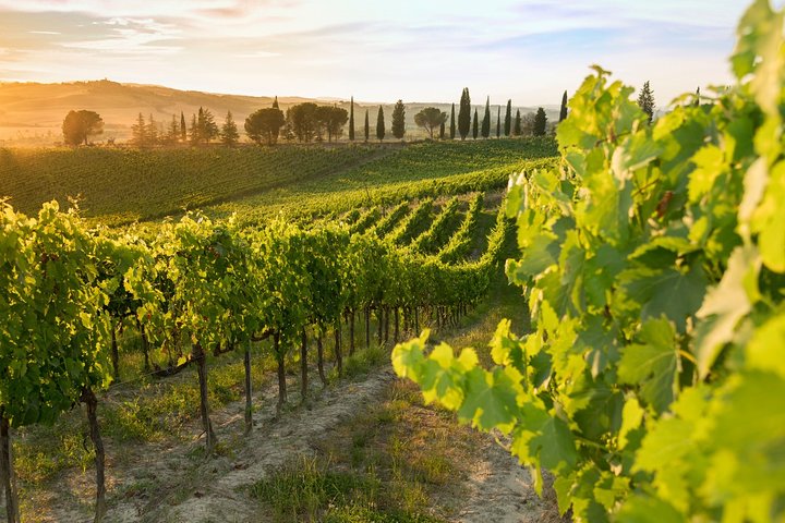 Montalcino: Brunello Wine Tasting & Lunch in a Tuscan Castle