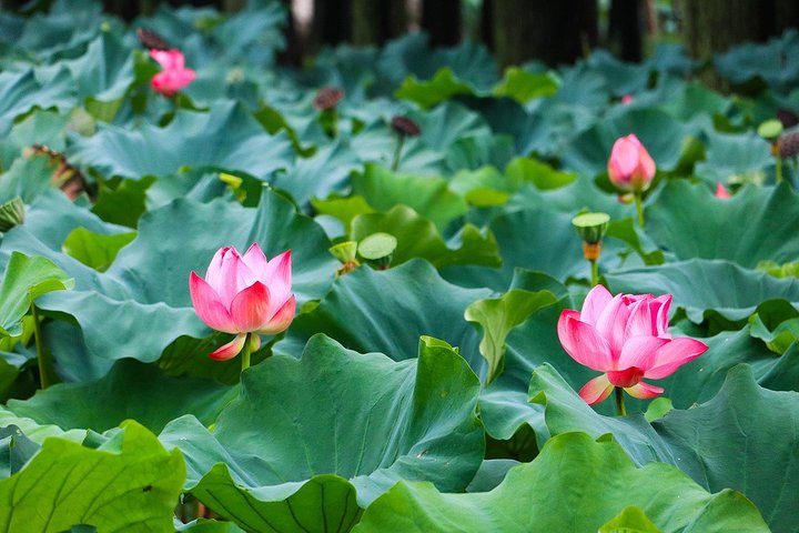 Wuxi Lingshan Buddhist Scenic Spot and Tai Lake Private Tour