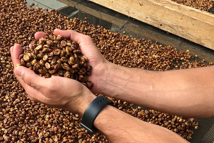 Coffee Farm and Salento Walking Tour