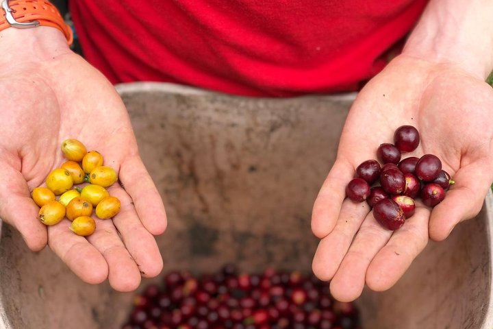 Coffee Farm and Salento Walking Tour
