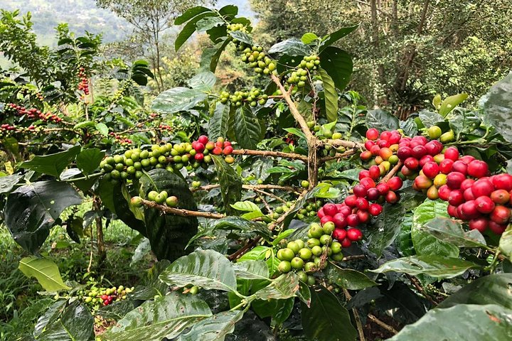 Coffee Farm and Salento Walking Tour