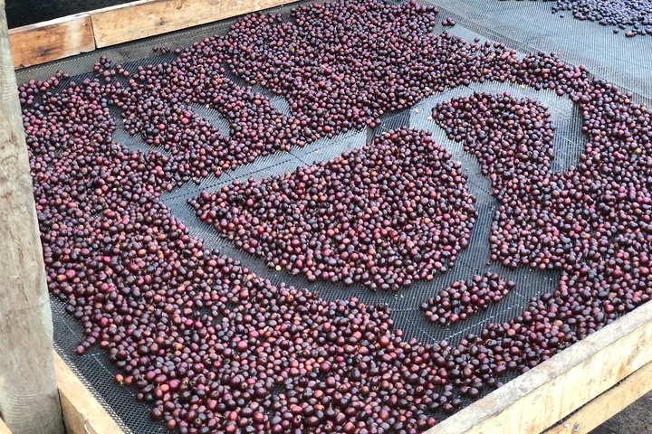 Coffee Farm and Salento Walking Tour