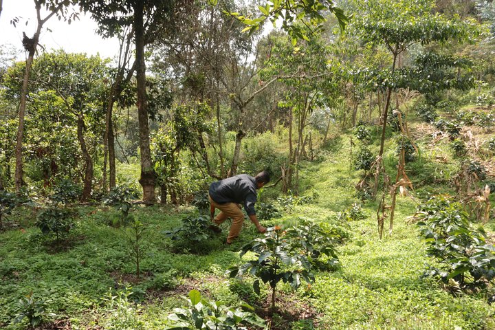 Coffee Farm and Salento Walking Tour