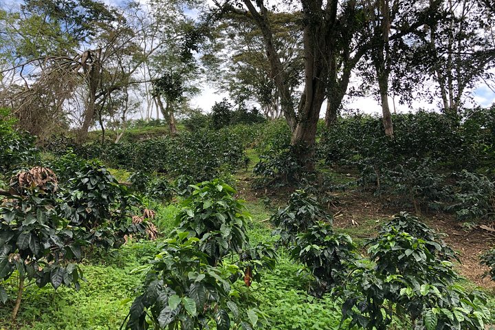 Coffee Farm and Salento Walking Tour