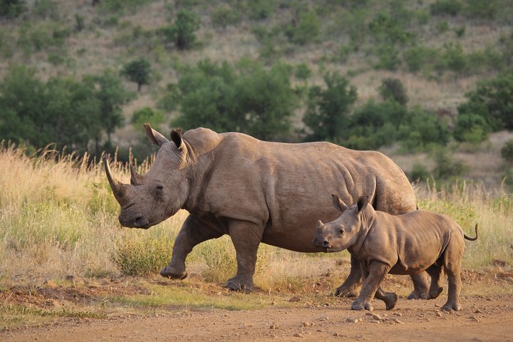 Ziwa Rhino Walking Safari Experience