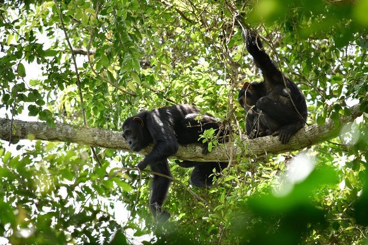 Experience Chimpanzee Trekking in Budongo Forest