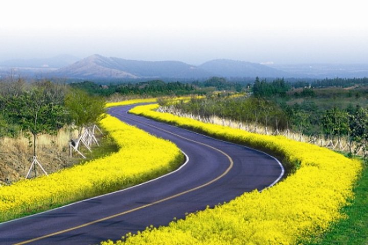 Full Day Customizable Jeju Private Tour with licensed tour guide